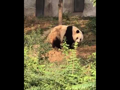 Video: Baza de cercetare a reproducerii panda gigant din Chengdu