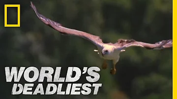 Mid-Air Eagle Fight | World's Deadliest