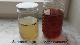 Orkidelerimiz Için Sarımsak Suyu - Domateslerimiz Için Soğan Suyu Hazırlanışı