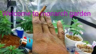 March Growers Shout Out Challenge- Monarch Garden