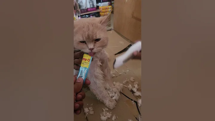 Watch the video about Persian cat enjoying treat #catgrooming #meow #catlover #persiancat #catvideos