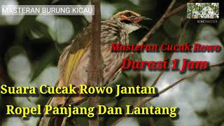 suara cucak rowo jantan ropel panjang dan lantang