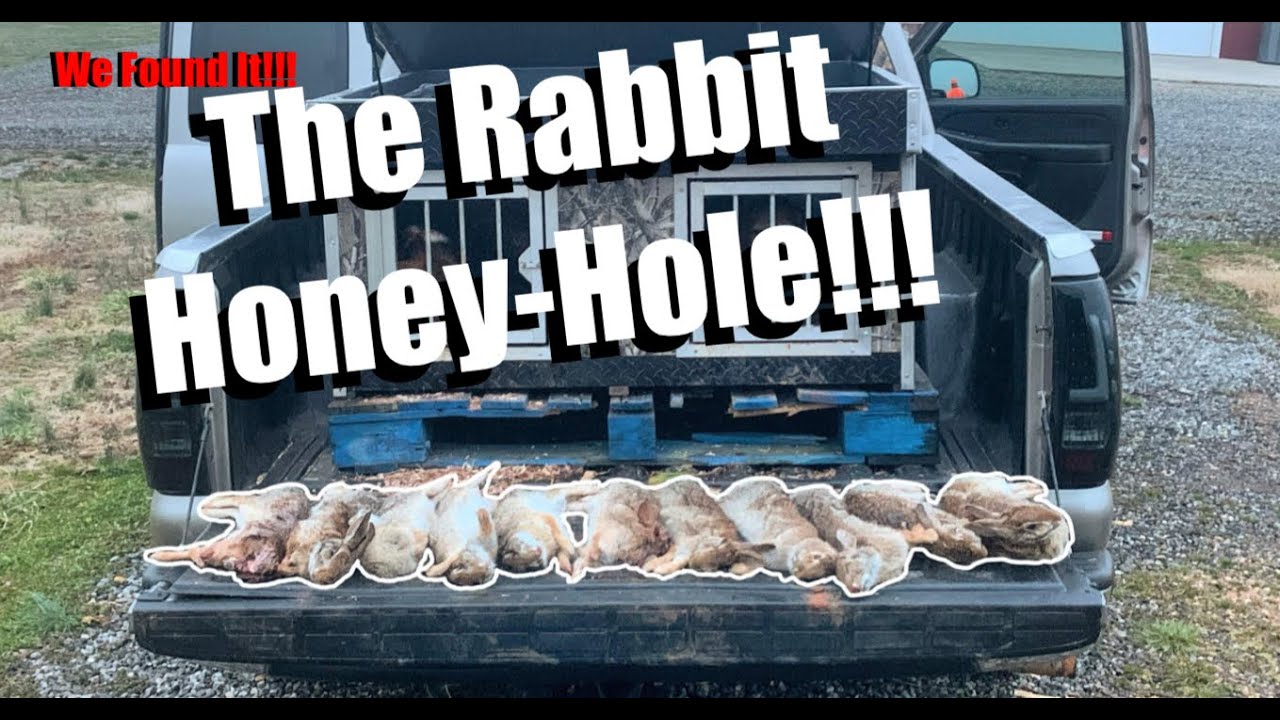 NC Rabbit Hunting 2021 Ep 7 The Grand Finale at the HoneyHole