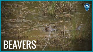 Beavers of Mallows BayPotomac River National Marine Sanctuary