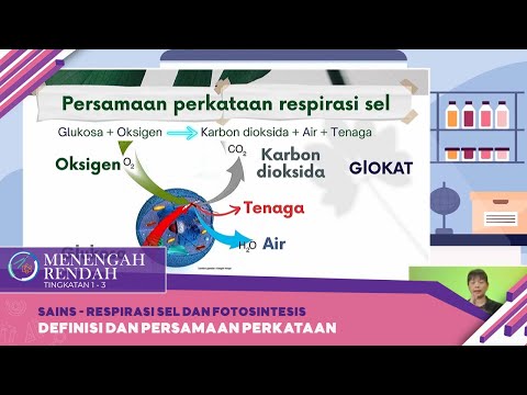 Video: Apakah persamaan perkataan yang betul untuk fotosintesis?