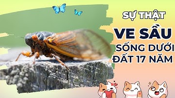 Khám Phá Sự Thật Lý Do Ve Sầu Lại Sống Dưới Đất Tới 17 Năm?