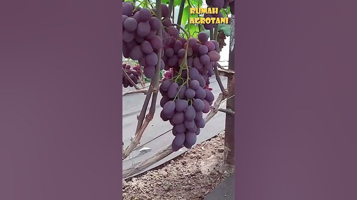 Begini Teknologi Menanam Anggur Buah Rendah di Ukraina