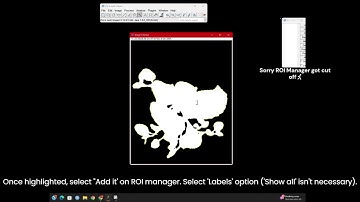 Using ImageJ Labkit Segmentation for Area Analysis