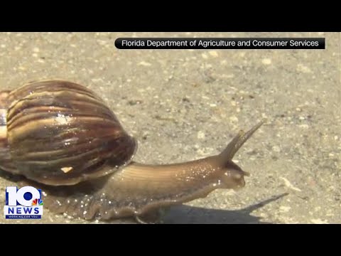 Giant African land snails prompt quarantine