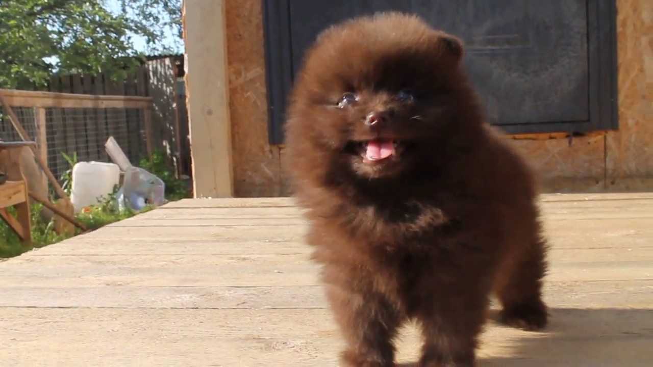 chocolate pomeranian puppy