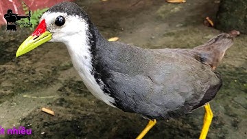 file bẫy chim tiếng quốc đánh bẫy ngày đêm cực chuẩn không tạp âm