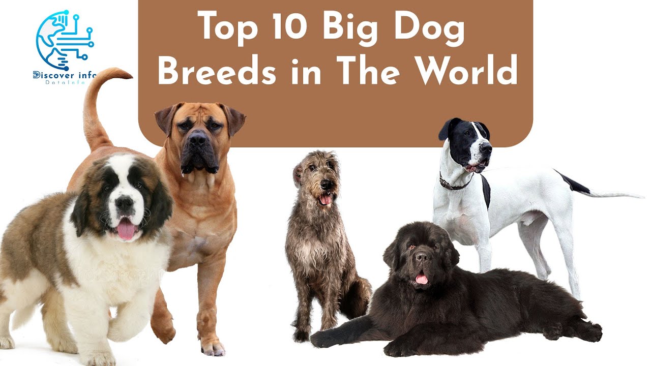 Top 10 Big Dog Breeds in The World Discover Info YouTube