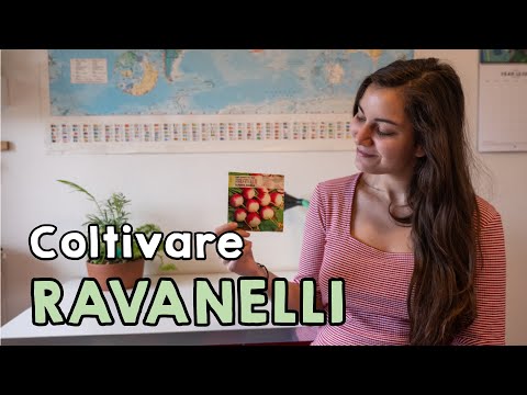 Video: Ravanello: varietà, descrizione, caratteristiche, caratteristiche colturali, cura