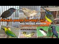 Burung masteran yang jarang dimiliki. 15 jenis burung. Harga bahan 30 ribu hingga 200 ribu