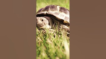 ALGORAND IS A SLEEPING GIANT- ALGO CRYPTO! #algorand #algo #shorts