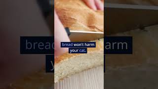 Can Cats Eat Bread? The Surprising Answer Revealed!