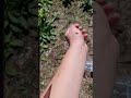 A Farewell to Our Friendly Grasshopper 🍃🦗