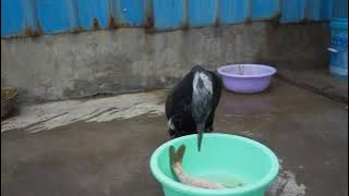 Great cormorant Birds. Eat big fish [ Review Birds News ]