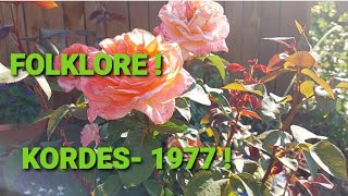 Роза от Кордес- Фольклор! #folklore - YouTube