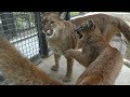 2019.9.29 Puma　ピューマ　Nina ( 7 months old , female )　ニーナのジャンプ（猛獣館）