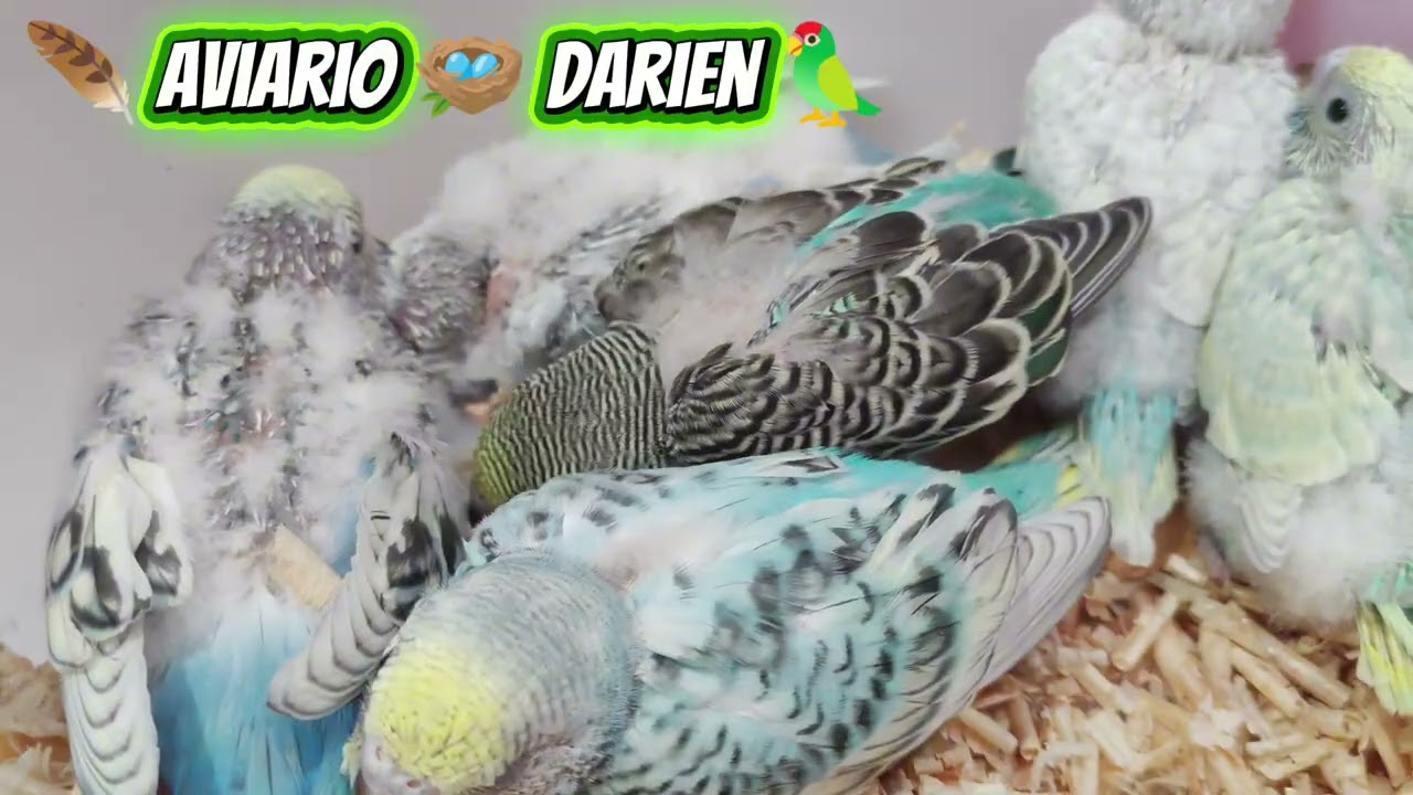 Revisando Nidos 🪺 #birds #periquitosaustralianos #aves #lovebirds #aviario #periquitos #nidos 