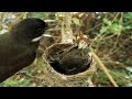 White-throated fantail Birds. Give your child good food to eat [ Review Bird Nest ]