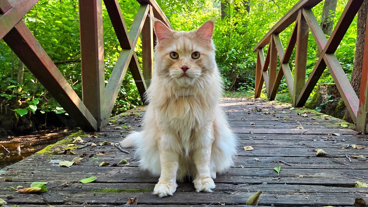 Buster's Adventure to the Secret Bridges!