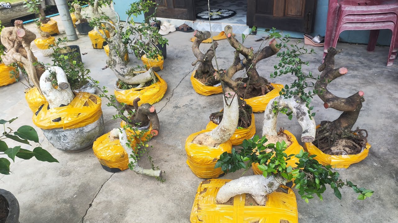 Sáng 8/3 .LH 035 9540 980.Gl cây cảnh các loại giá rẻ bao ship toàn quốc ạ