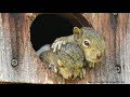 Orphaned Baby Squirrels Rescued -  A Documentary