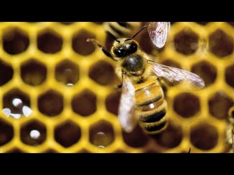 Fighting fake honey