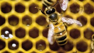 Fighting fake honey in Canada