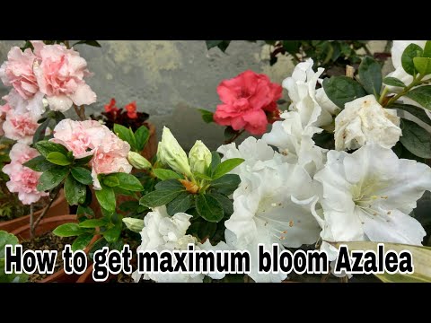 वीडियो: Azaleas की शीतकालीन देखभाल - सर्दियों के लिए Azalea झाड़ियों की तैयारी