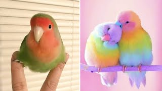 Smart And Funny Parrots Parrot Talking Videos Compilation (2023) - Cute Birds #29