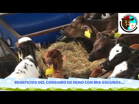 Video: ¿El heno de pasto Johnson es bueno para las vacas?