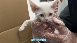 可以暖被窝的猫德文卷毛猫不爱掉毛干净还粘人最理想的宠物伴侣