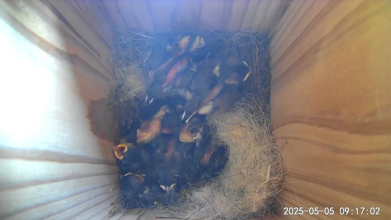野鳥観察】2025 05 05 シジュウカラ巣箱 - YouTube