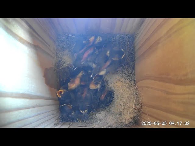 野鳥観察】2025 05 05 シジュウカラ巣箱 - YouTube