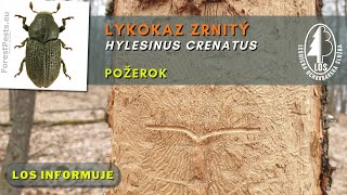 Lykokaz zrnitý (Hylesinus crenatus) - požerok