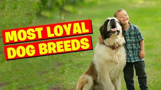 Top 10 Most Loyal Dog Breeds, Do You Agree With Our List? by Amazing Dogs 1,100 views 6 months ago 9 minutes, 54 seconds