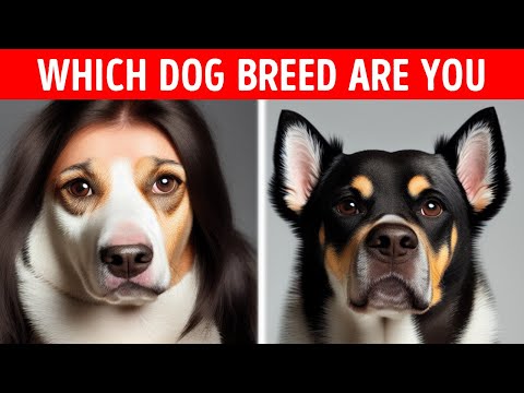 Wideo: Ten dziwacznie dokładny quiz pasuje do Twojej osobowości z psem-schroniskiem