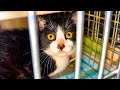 罠に子猫と予想を超える事態が。。