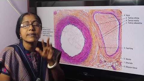 Lecture on Vascular System