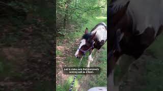 Taking two horses out (on your own) is possible. See the description! #positivereinforcement