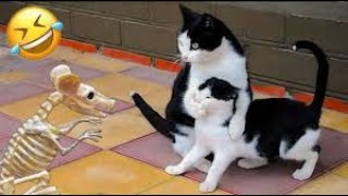 Funny Animal Videos - Funniest Cats AND Dogs Videos😁2024 by FunnyWorld 1,795 views 1 month ago 10 minutes, 49 seconds