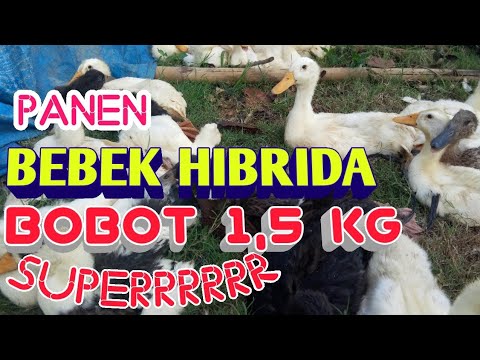Waaww Keren Bebek Hibrida Gunsi 8 Ukuranya Jumbo Hasil Youtube Waaww Keren Bebek Hibrida Gunsi 8 Ukuranya Jumbo Hasil Youtube