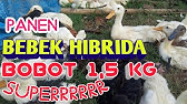 Nan Nan Back Undefined Skip Navigation Search Search Sign In Undefined Home Home Explore Explore Subscriptions Subscriptions Library Library History History Play All Peternakan Bebek Peking Dan Hibrida Super 102 Videos 1 610 Views Last