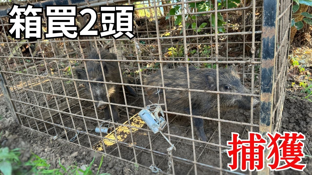 We caught two wild boars the next day! The timing of setting the