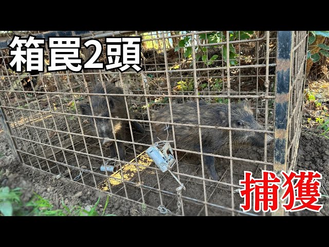 猪罠箱　来週で決まらなければ処分します。 ファーレ旭式 イノシシ・シカ用箱罠 扉単体 （保守・交換用