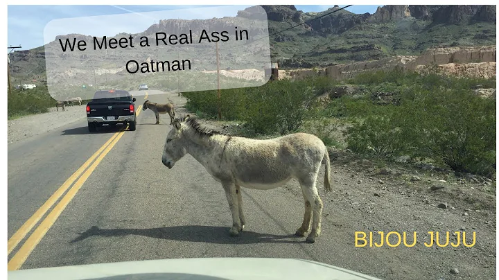 We Meet a Real Ass in Oatman!