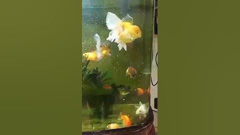 Relax với đàn cá 3 đuôi Oranda, Ranchu, Pingpong #shortvideo #ranchu #oranda #pingpong #relax